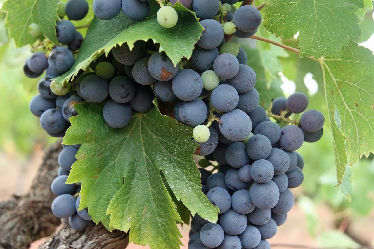 Au Val Frais, primeur Orléans Au Val Frais, primeur Orléans